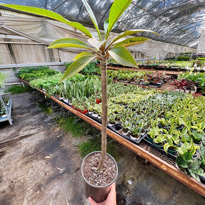 Plumeria Rubra Acutifolia