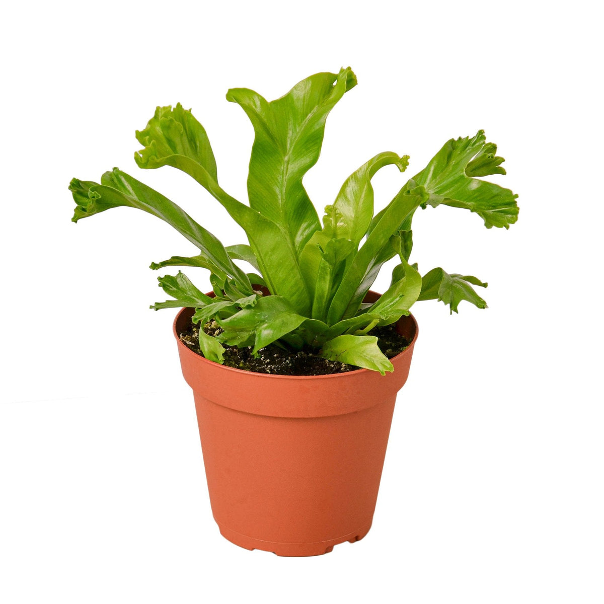 bird's nest fern dogs Bird's Nest Leslie Fern