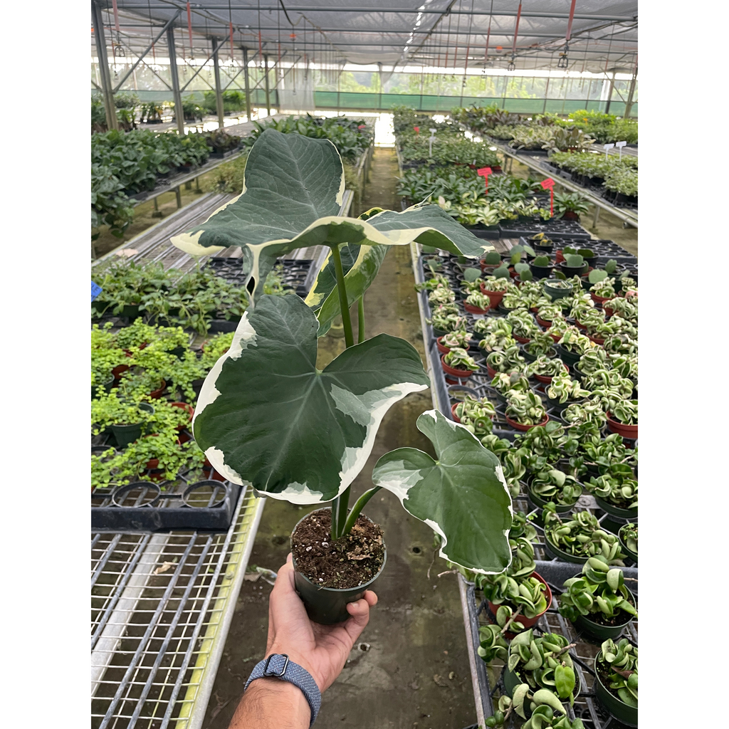 mickey mouse plant indoor Alocasia 'Mickey Mouse' (Xanthosoma sagittifolium 'Variegatum Monstrosum')  | Indoor Plant | Tropical Plant | Potted Plant