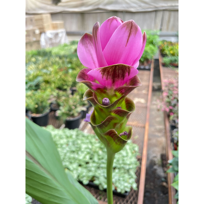 Curcuma Alismatifolia 'Siam Tulip' - 6"