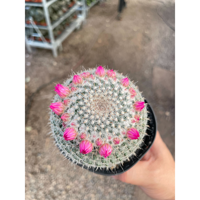 Mammillaria Hahniana Cactus