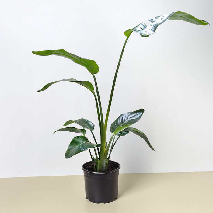 nicolai plant indoor White Bird of Paradise 'Strelitzia Nicolai' | Indoor Plant | Tropical Plant | Potted Plant