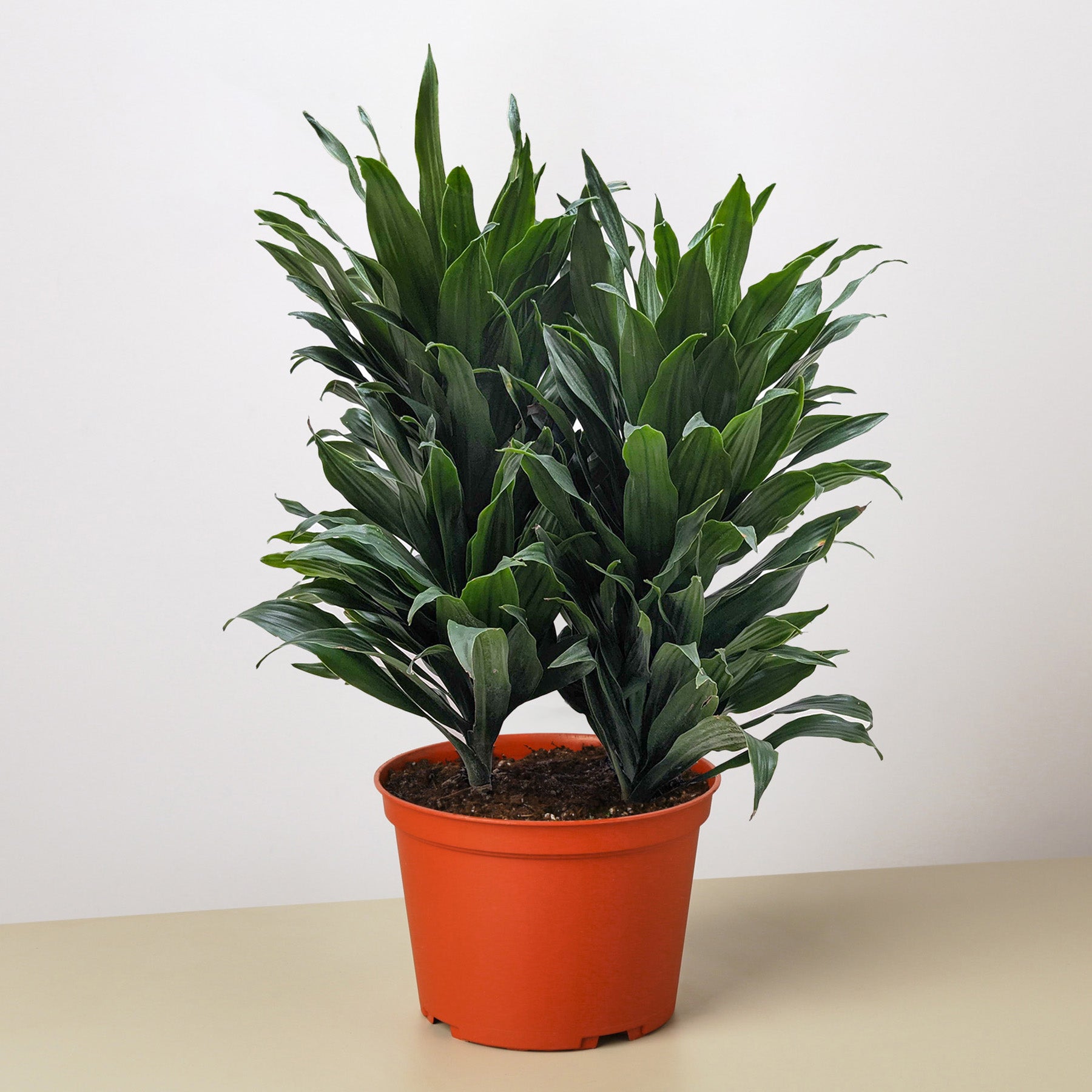 Dracaena 'Janet Craig'
