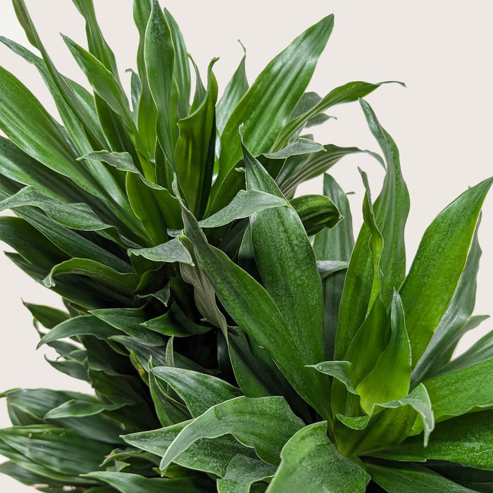 dracaena janet craig plant Dracaena 'Janet Craig' | Indoor Plant | Tropical Plant | Potted Plant