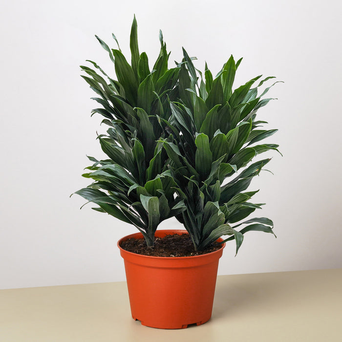 dracaena janet craig plant Dracaena 'Janet Craig'
