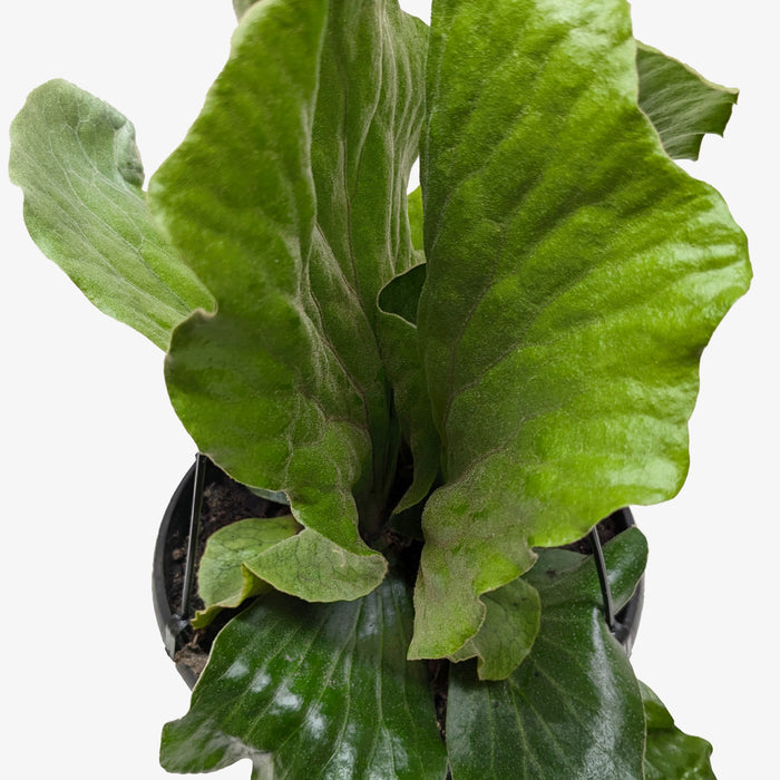 elephant ear plants florida ferns Fern 'Elephant'