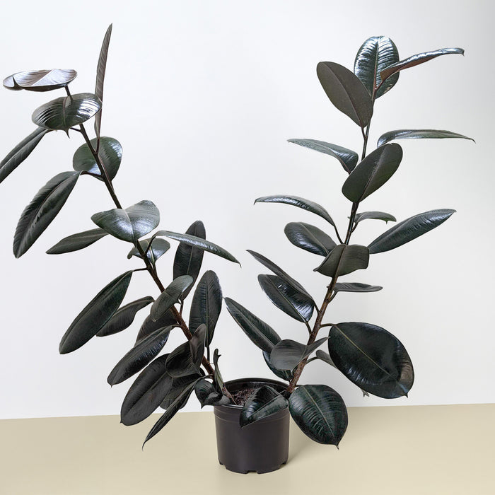 ficus rubber tree burgundy Ficus Elastica 'Burgundy' | Indoor Plant | Tropical Plant | Potted Plant