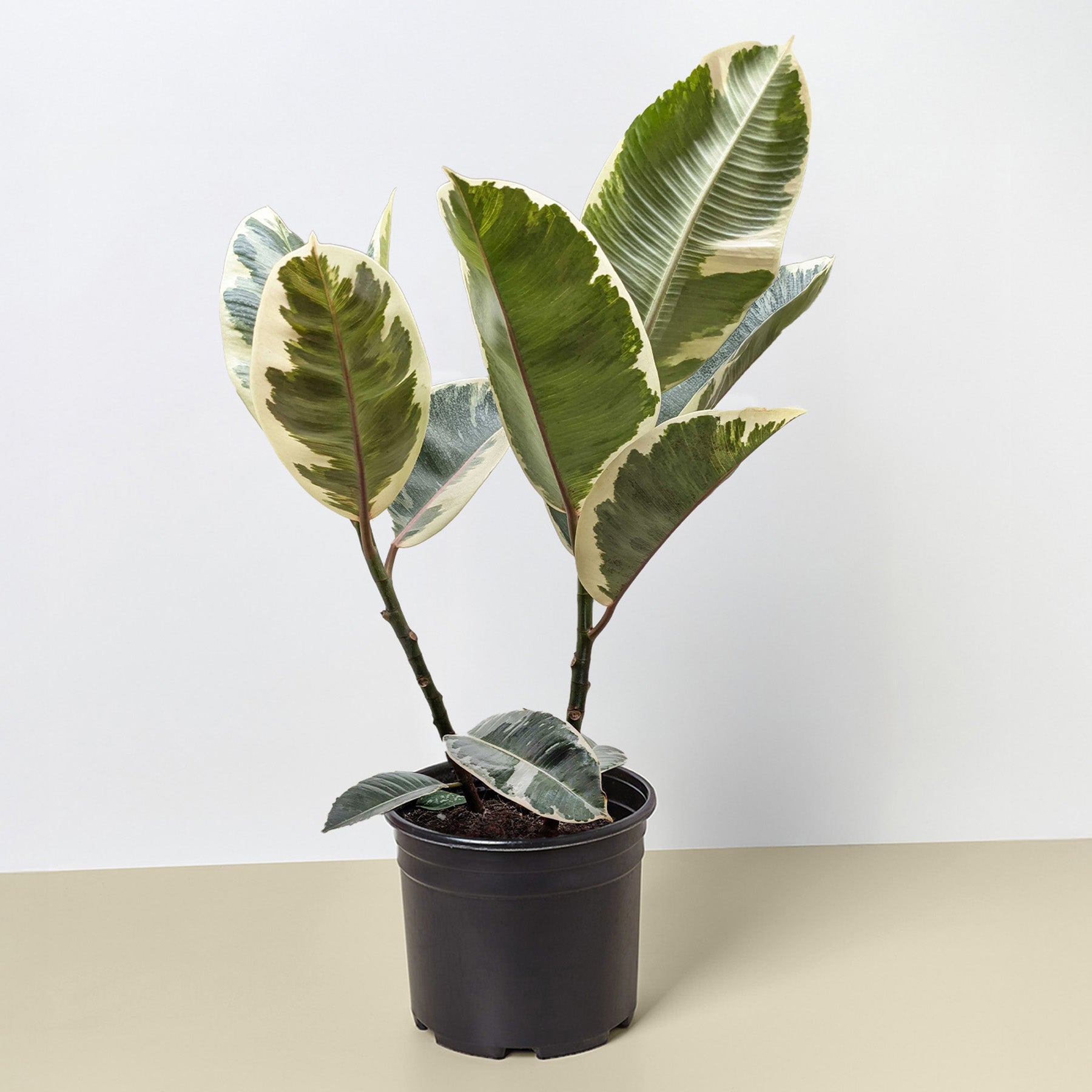 Ficus Elastica 'Tineke'