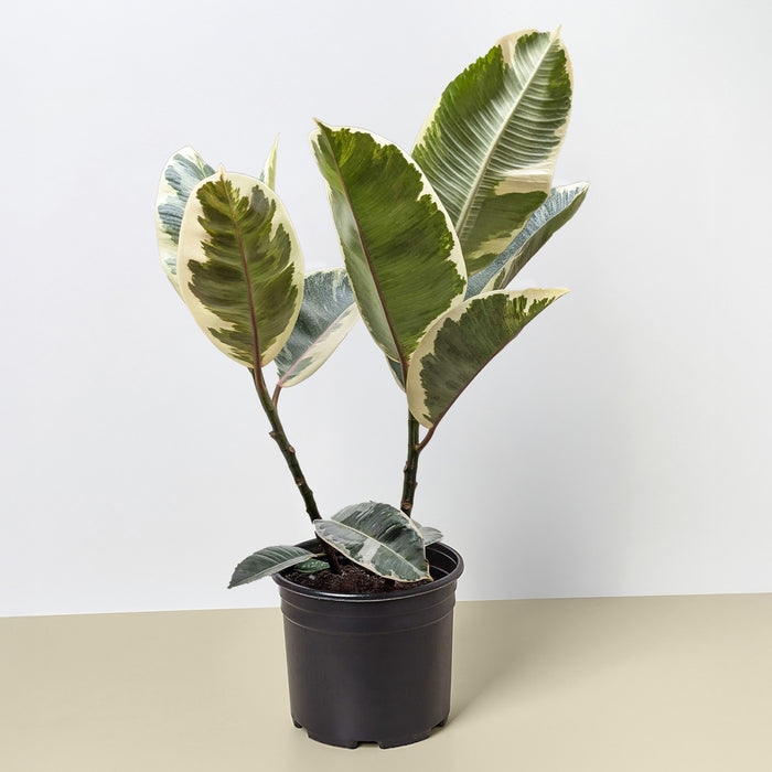 ficus tineke rubber tree plant Ficus Elastica 'Tineke' | Indoor Plant | Tropical Plant | Potted Plant
