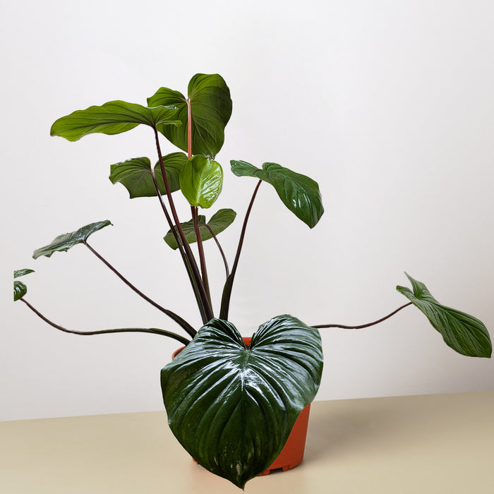 homalomena indoor plant Homalomena 'Emerald Gem'