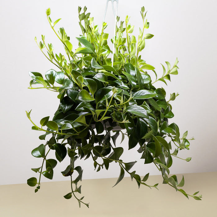 lipstick plant pot size Lipstick Plant | Aeschynanthus | Tropical Plant | Potted Plant