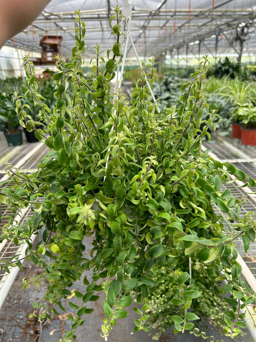 lipstick succulent Curly Lipstick Plant | Indoor Plant | Tropical Plant | Potted Plant