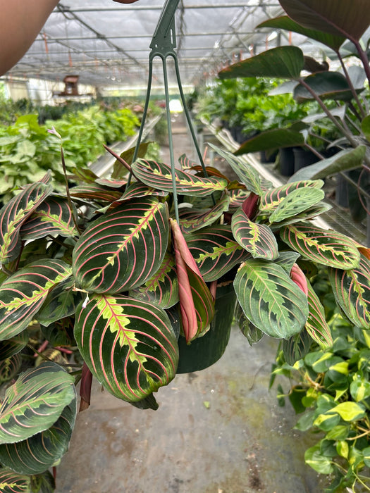 prayer plant natural habitat Maranta 'Red Prayer'