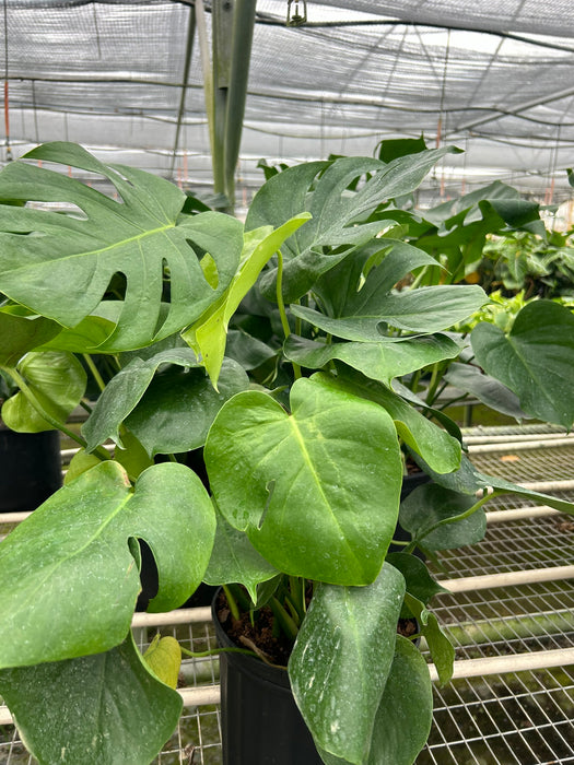 split leaf house plants Monstera 'Split-Leaf'