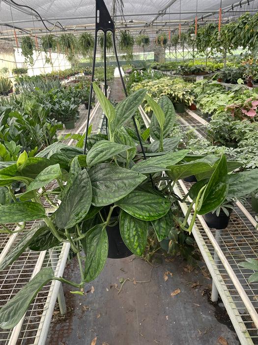 peru monstera plant Monstera 'Peru'