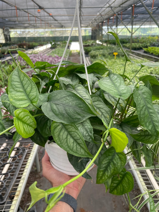 monstera siltepecana for sale Monstera 'Siltepecana' | Indoor Plant | Tropical Plant | Potted Plant