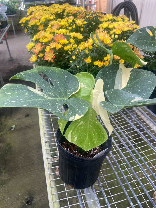 Monstera Thai Constellation 8 inch Pot