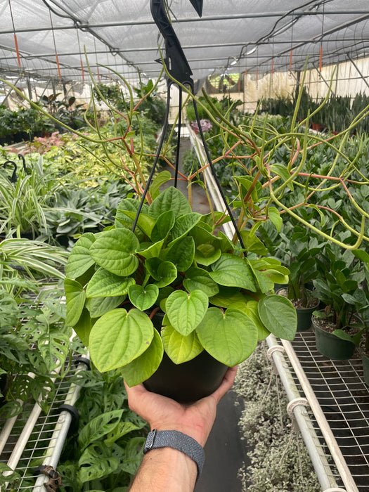 POWERS TO FLOWERS - PEPEROMIA VERTICILLATA IN VASO CERAMICA BIANCO CON SPATOLATURA IN RILIEVO, pianta vera POWERS TO FLOWERS - PEPEROMIA VERTICILLATA IN VASO CERAMICA BIANCO CON SPATOLATURA IN RILIEVO, pianta vera