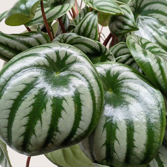 watermelon pothos plant Peperomia 'Watermelon'