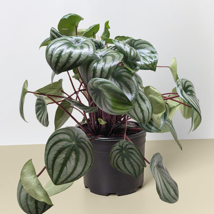 watermelon house plant Peperomia 'Watermelon' | Indoor Plant | Tropical Plant | Potted Plant