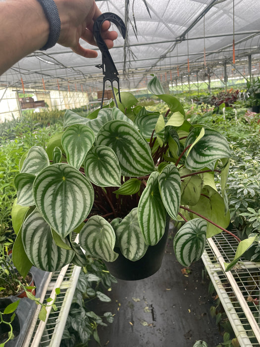 watermelon house plant Peperomia 'Watermelon Variegated' | Indoor Plant | Tropical Plant | Potted Plant