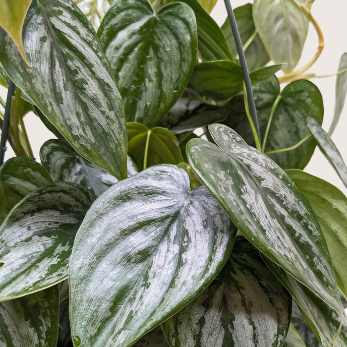 brandi philodendron for sale Philodendron 'Brandi'