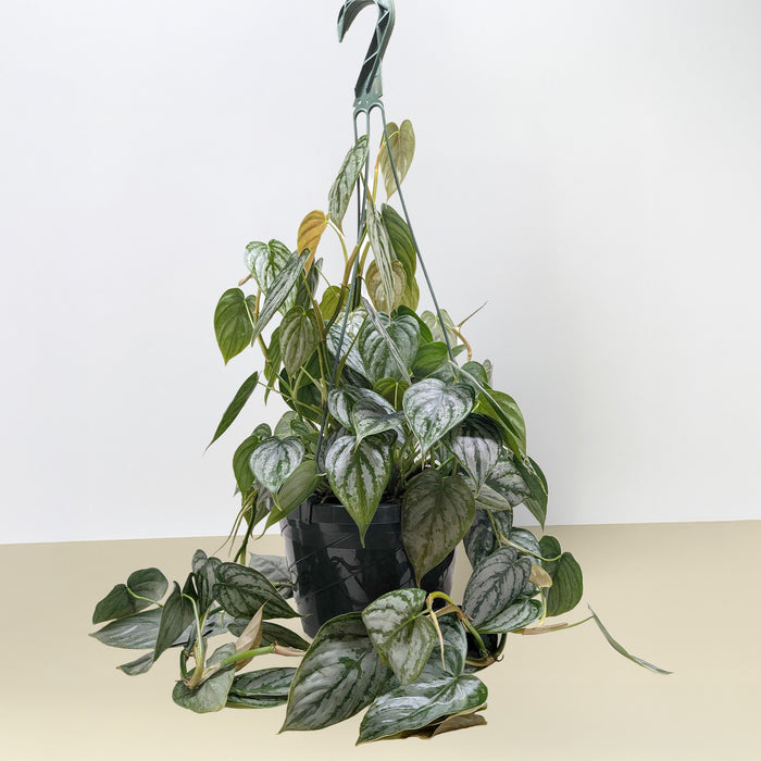 philodendron brandy Philodendron 'Brandi'
