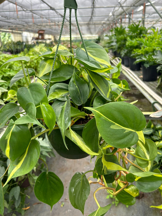 house plants from brazil Philodendron 'Brasil' | Indoor Plant | Tropical Plant | Potted Plant