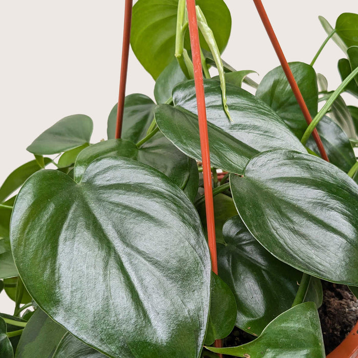 heart shaped philodendron plant Philodendron Cordatum 'Heartleaf' | Indoor Plant | Tropical Plant | Potted Plant