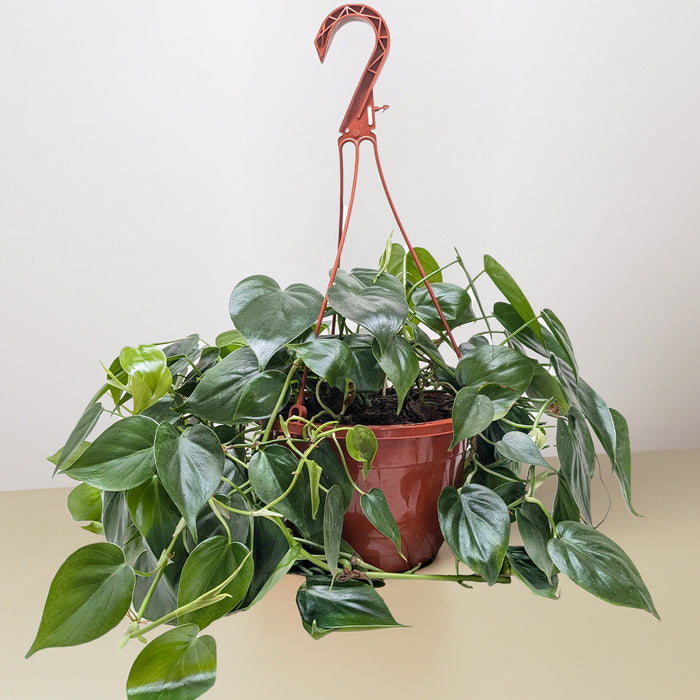 philodendron cordatum hanging Philodendron Cordatum 'Heartleaf' | Indoor Plant | Tropical Plant | Potted Plant