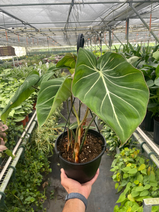 philodendron gloriosum vs zebra Philodendron 'Gloriosum'