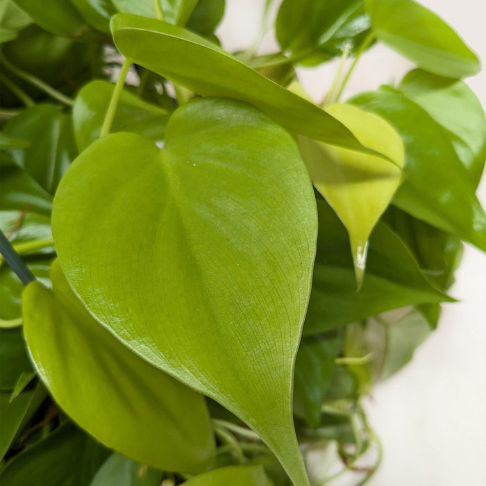 neon philodendron leaves feel soft Philodendron Cordatum 'Neon' | Indoor Plant | Tropical Plant | Potted Plant