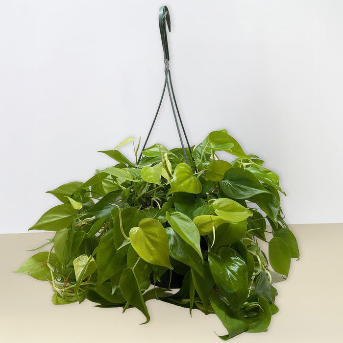 philodendron cordatum for sale Philodendron Cordatum 'Neon'
