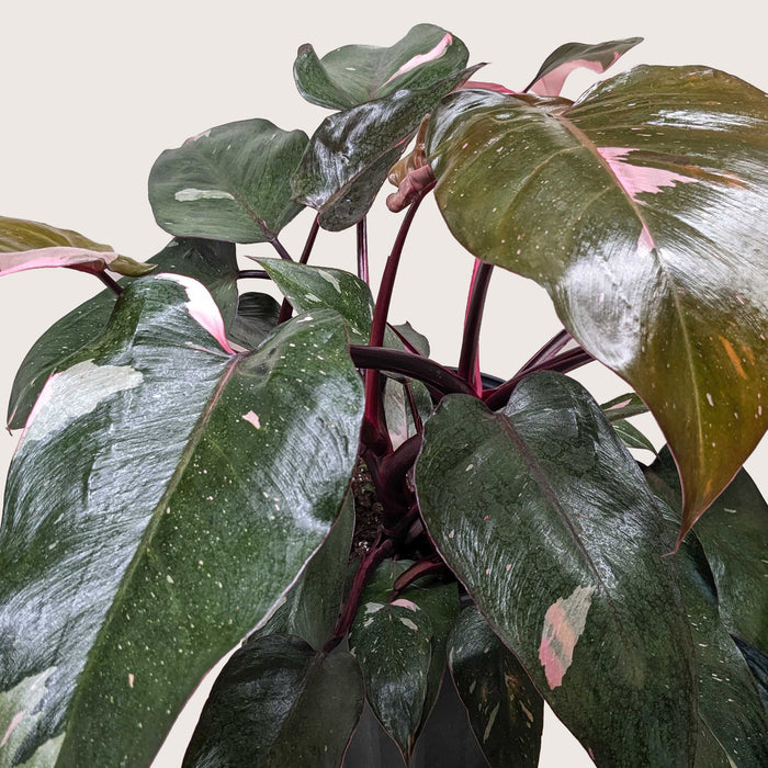 philodendron pink princess botanical name Philodendron 'Pink Princess' | Indoor Plant | Tropical Plant | Potted Plant
