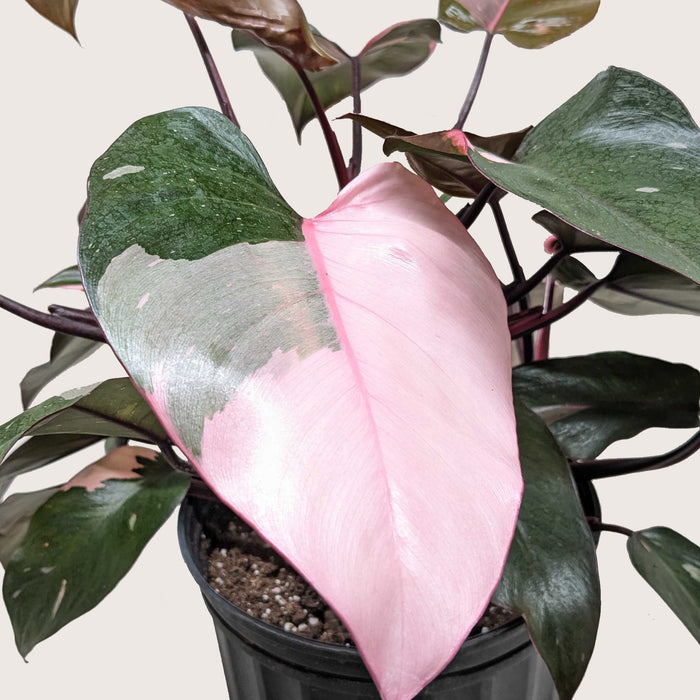 buy philodendron pink princess Philodendron 'Pink Princess'