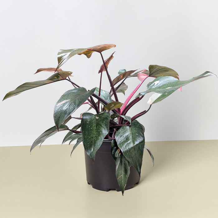 philodendron pink princess plant for sale Philodendron 'Pink Princess' | Indoor Plant | Tropical Plant | Potted Plant