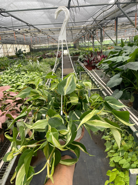 philodendron silver splash Philodendron 'Silver Stripe'