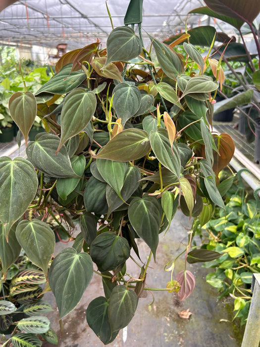 indoor plant with velvety leaves Philodendron 'Velvet'