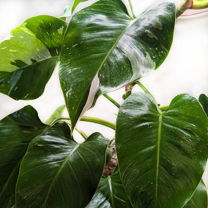 philodendron erubescens white princess Philodendron 'White Princess' | Indoor Plant | Tropical Plant | Potted Plant