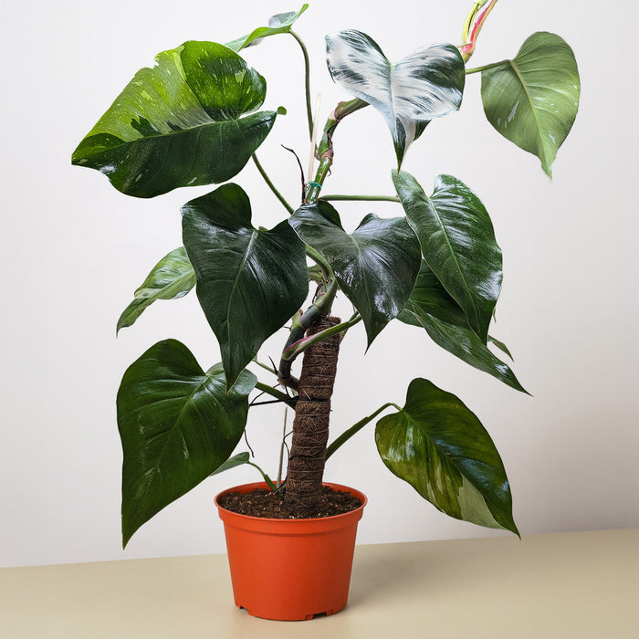philodendron photos Philodendron 'White Princess' | Indoor Plant | Tropical Plant | Potted Plant