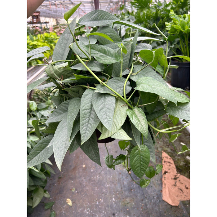 cebu blue pothos vs philodendron Pothos 'Cebu Blue' | Indoor Plant | Tropical Plant | Potted Plant