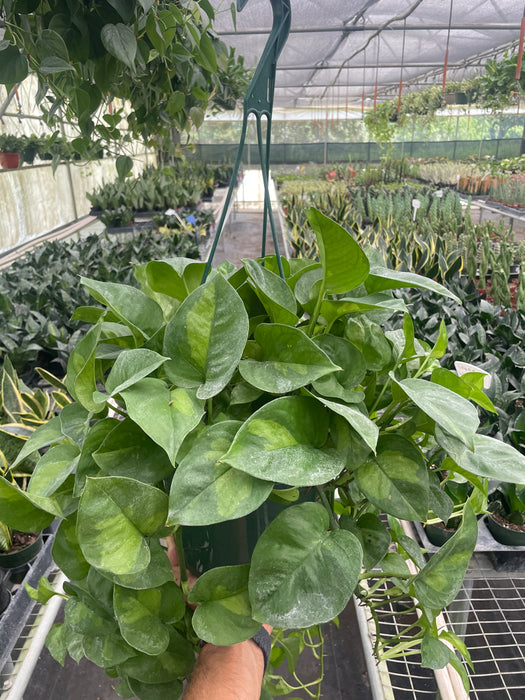 Pothos Global Green