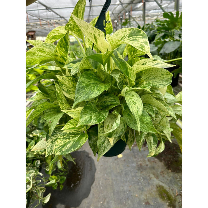 marble queen pothos scientific name Pothos 'Marble Queen'