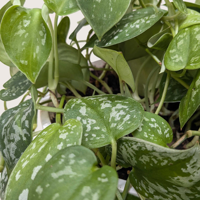 satin pothos 中文 Pothos 'Satin'