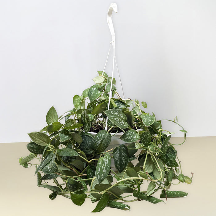 hanging pothos plant Pothos 'Satin' | Indoor Plant | Tropical Plant | Potted Plant