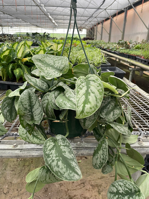 silver pothos online Pothos 'Silver Splash'