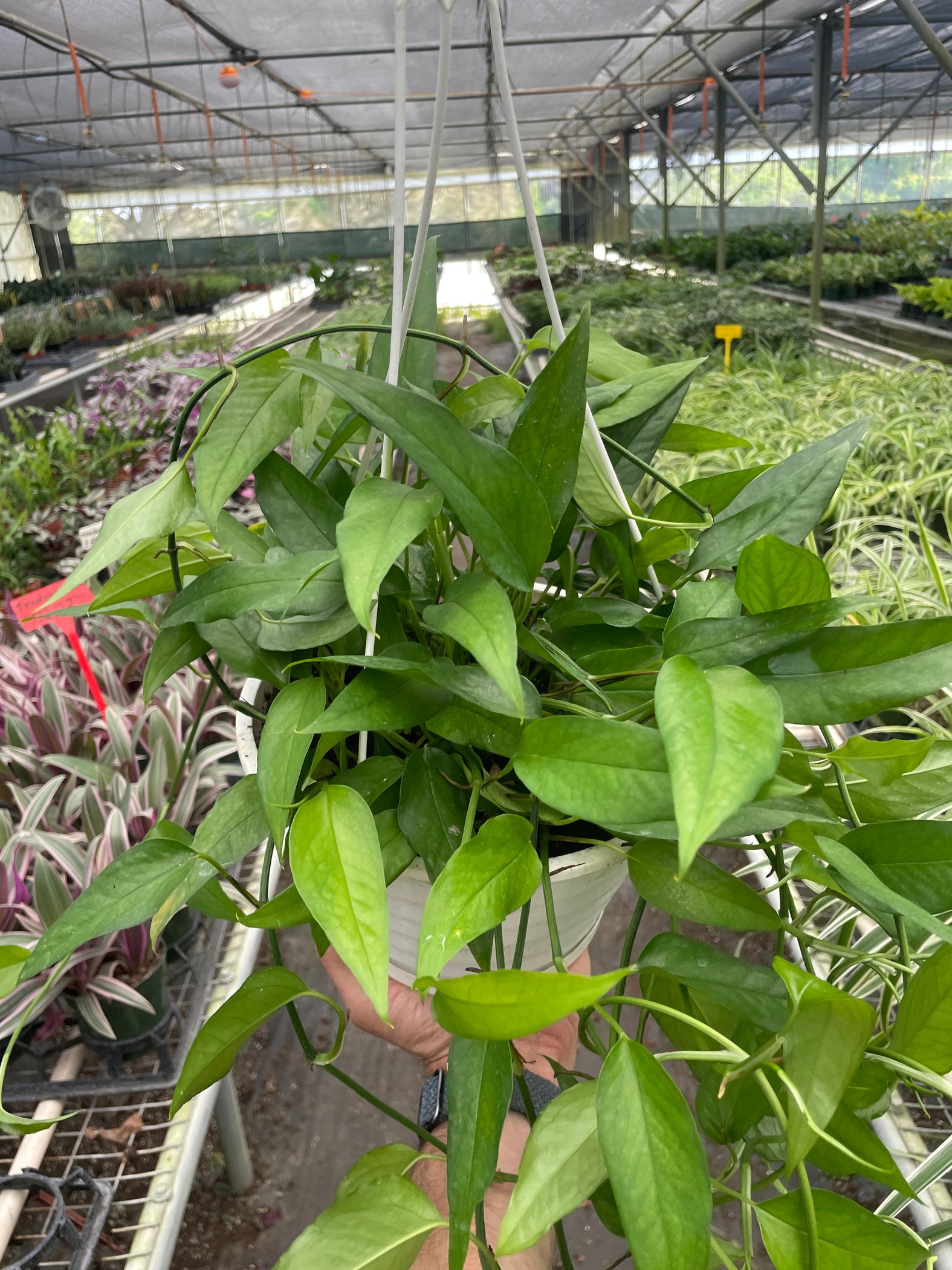 Pothos Skeleton Key House Plant Shop pothos-skeleton-key-house-plant-shop