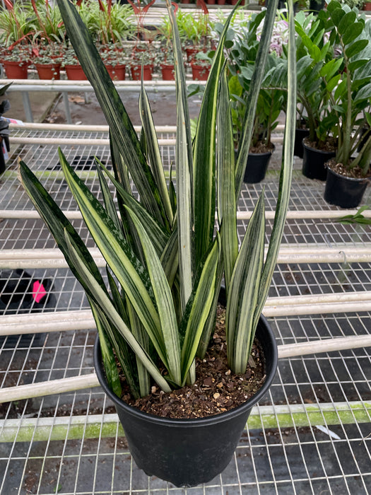 bantel sensation snake plant Snake 'Bantel's Sensation'
