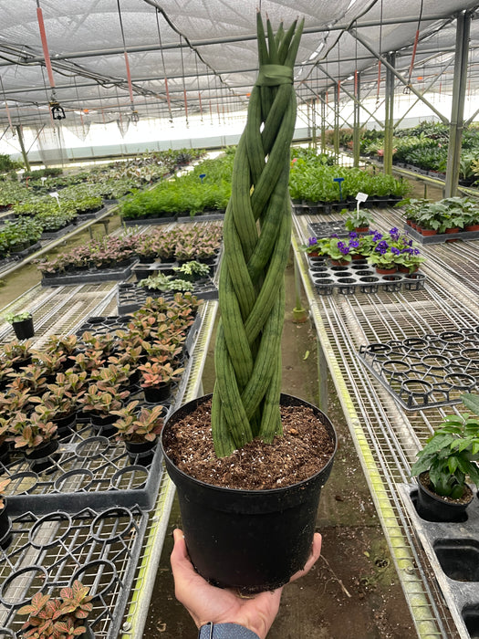 braided snake plant care Snake Plant 'Braided'