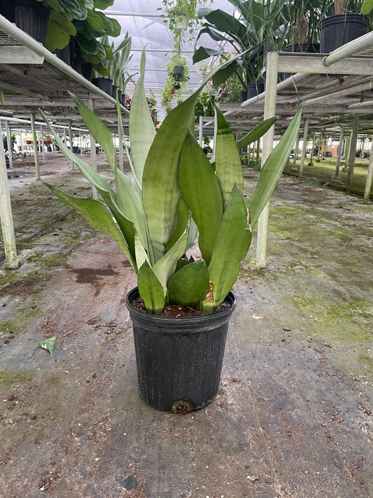 Snake Plant 'Moonshine'